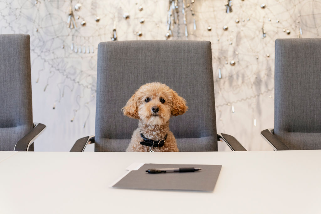 A small curly-haired dog sits on a gray office chair at a conference table with a folder and pen in front of it. The background features a decorative white wall with abstract metal designs.