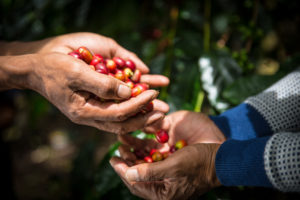 Two pairs of hands holding and passing freshly picked red coffee cherries, with green leaves blurred in the background.