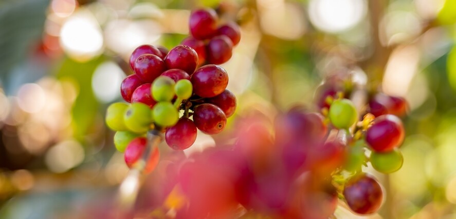 Clusters of red and green coffee cherries hang from a branch, surrounded by blurred foliage and sunlight in the background.