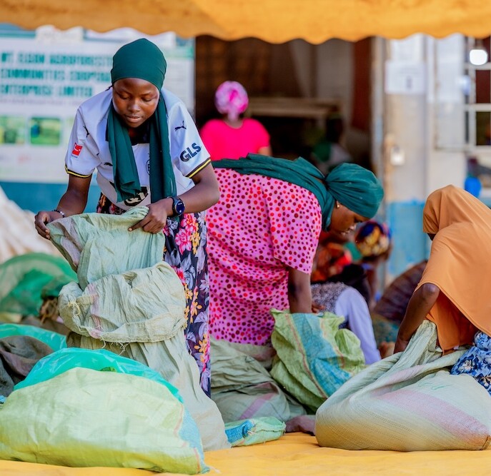 Women sort through large green sacks on a yellow mat, with more people working in the background. Bright clothing and headscarves add color to the busy scene, suggesting a communal or market activity.