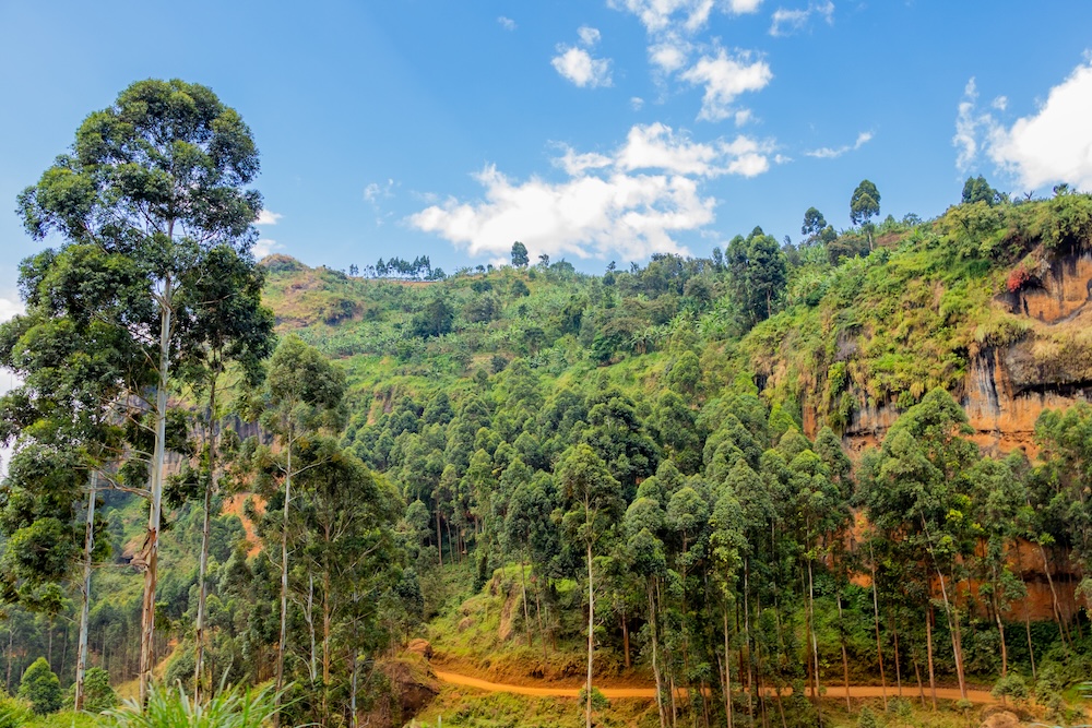 A dirt road winds through a lush green hillside covered with tall trees and dense foliage, under a bright blue sky with scattered clouds.